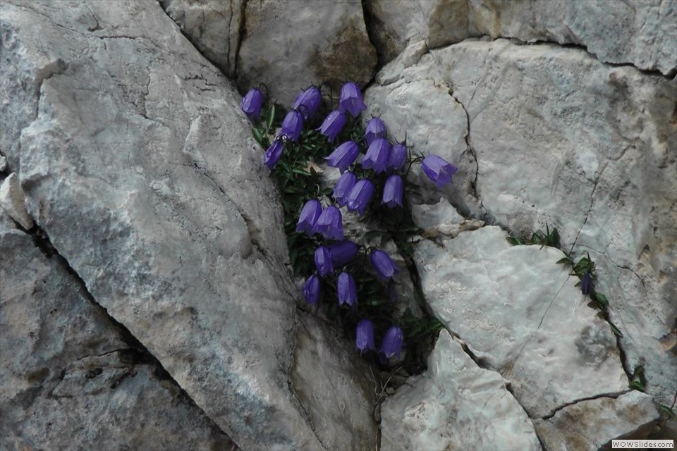 la campanula dei ghiaioni