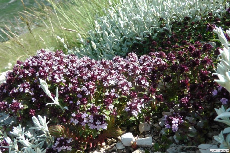 La saxifraga