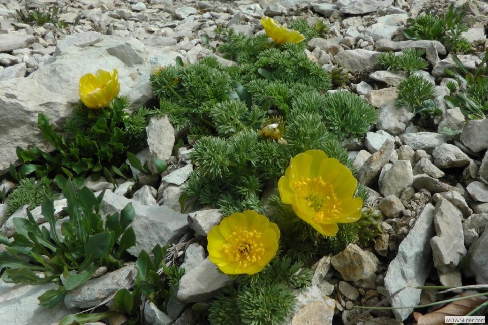 L'adonis incurvata