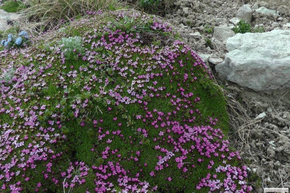 Silene acaulis, artemisia glacialis, miosotys