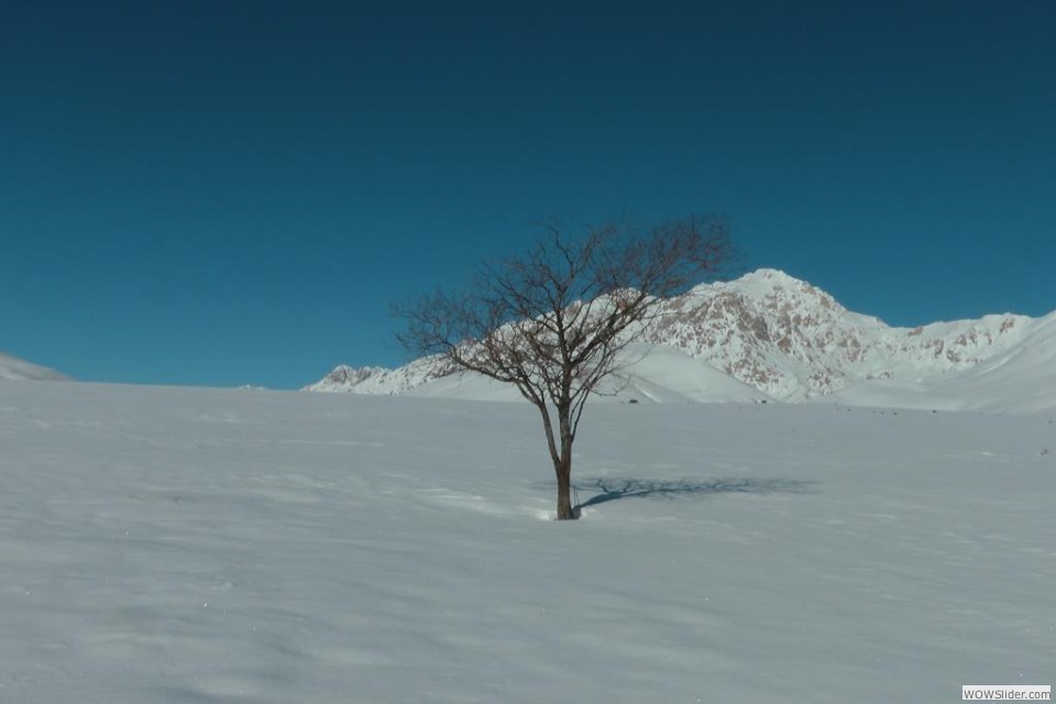 La presenza di un albero