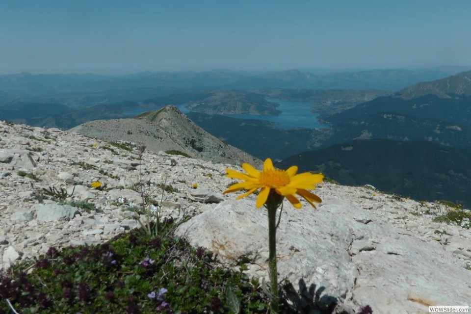 O Il senecione al lago