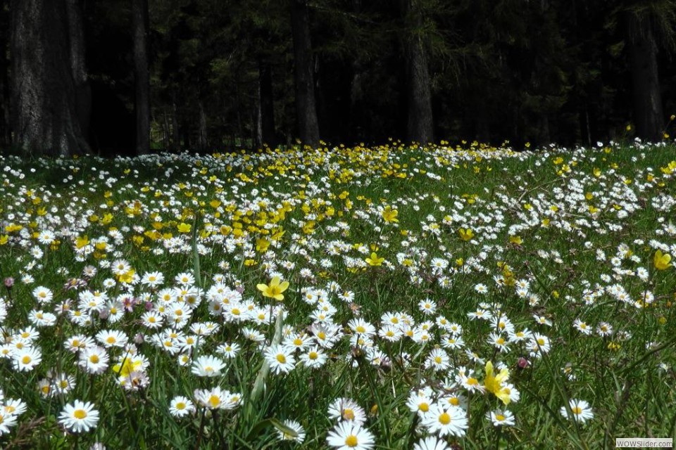 P Un giardino alpino