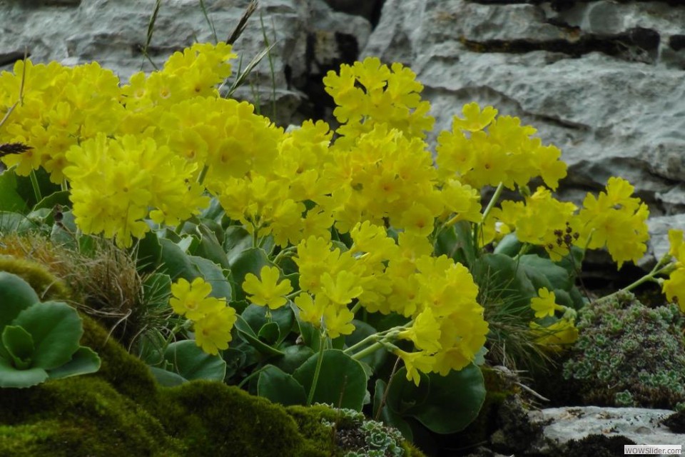 D La primula orecchia d'orso