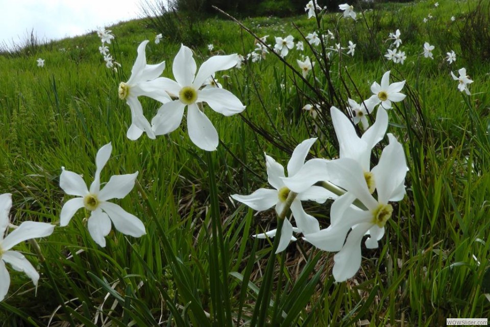 I narcisi di Prato Selva