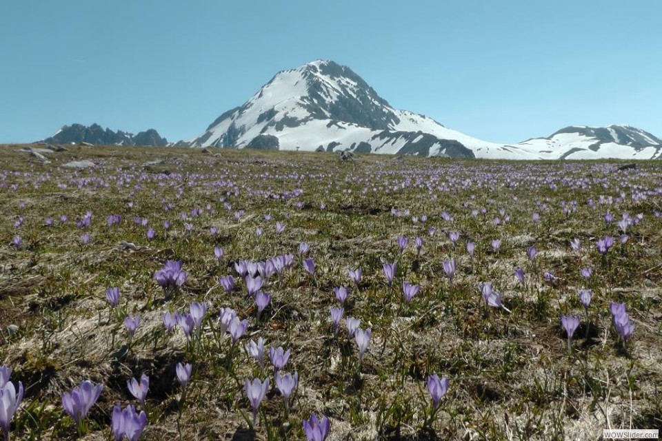 E E' Primavera!