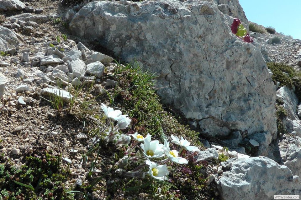 F La pulsatilla alpina con i segni rinnovati