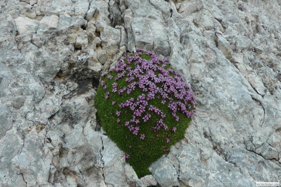 N  Silene acaulis