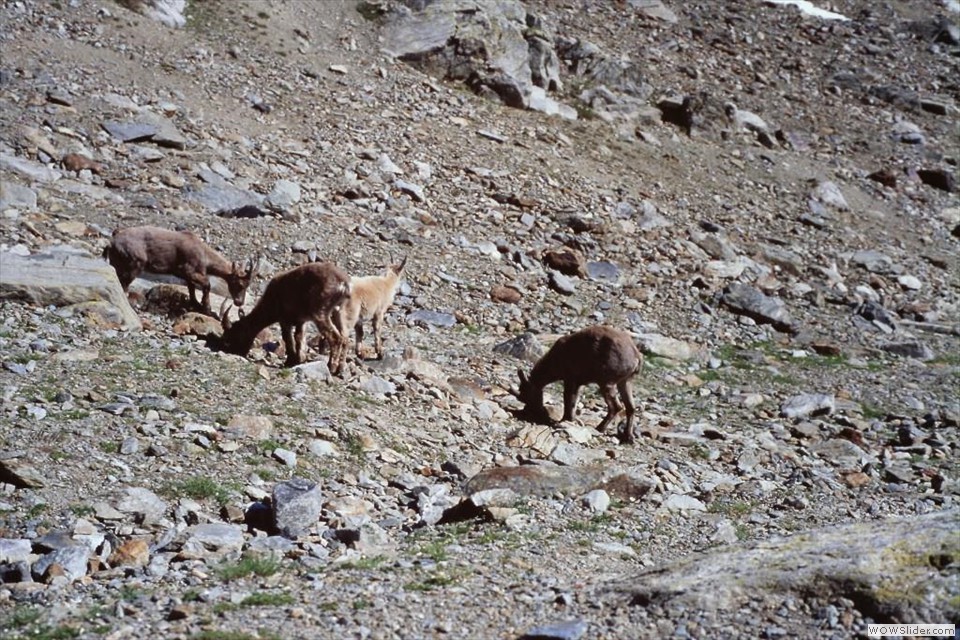 C Stambecchi al pascolo presso il Rifugio